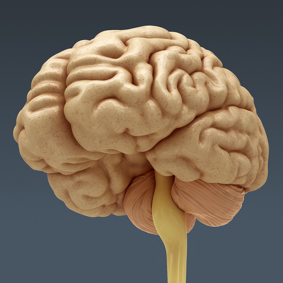 3d human male anatomy - model https://p.turbosquid.com/ts-thumb/5T/D8w3Cx/Om/anatomymalefull034/jpg/1741731221/1920x1080/fit_q87/68ded8d99df9e9d7e23da6a0559cf229bbca248a/anatomymalefull034.jpg