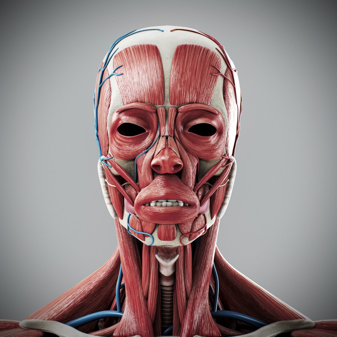 3d human male anatomy - model https://p.turbosquid.com/ts-thumb/5T/D8w3Cx/Om/anatomymalefull056/jpg/1741731238/1920x1080/fit_q87/8a7a707848fe0fe9ae180cf3858adac557fd9de5/anatomymalefull056.jpg