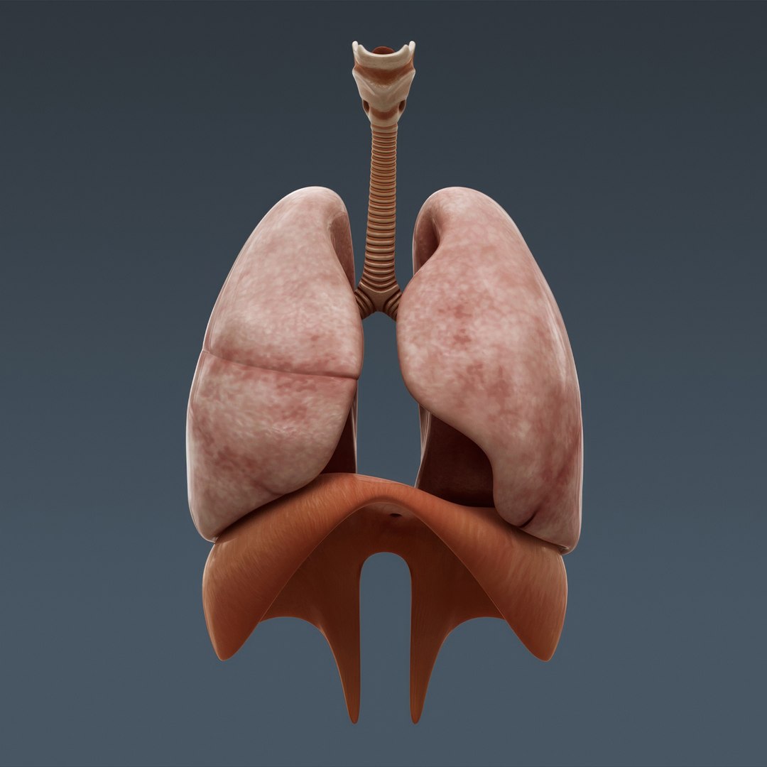 3d human male anatomy - model https://p.turbosquid.com/ts-thumb/5T/D8w3Cx/Ot/anatomymalefull101/jpg/1741731365/1920x1080/fit_q87/6516a0dbfd6c8b532d585279f3b035455ad557e1/anatomymalefull101.jpg