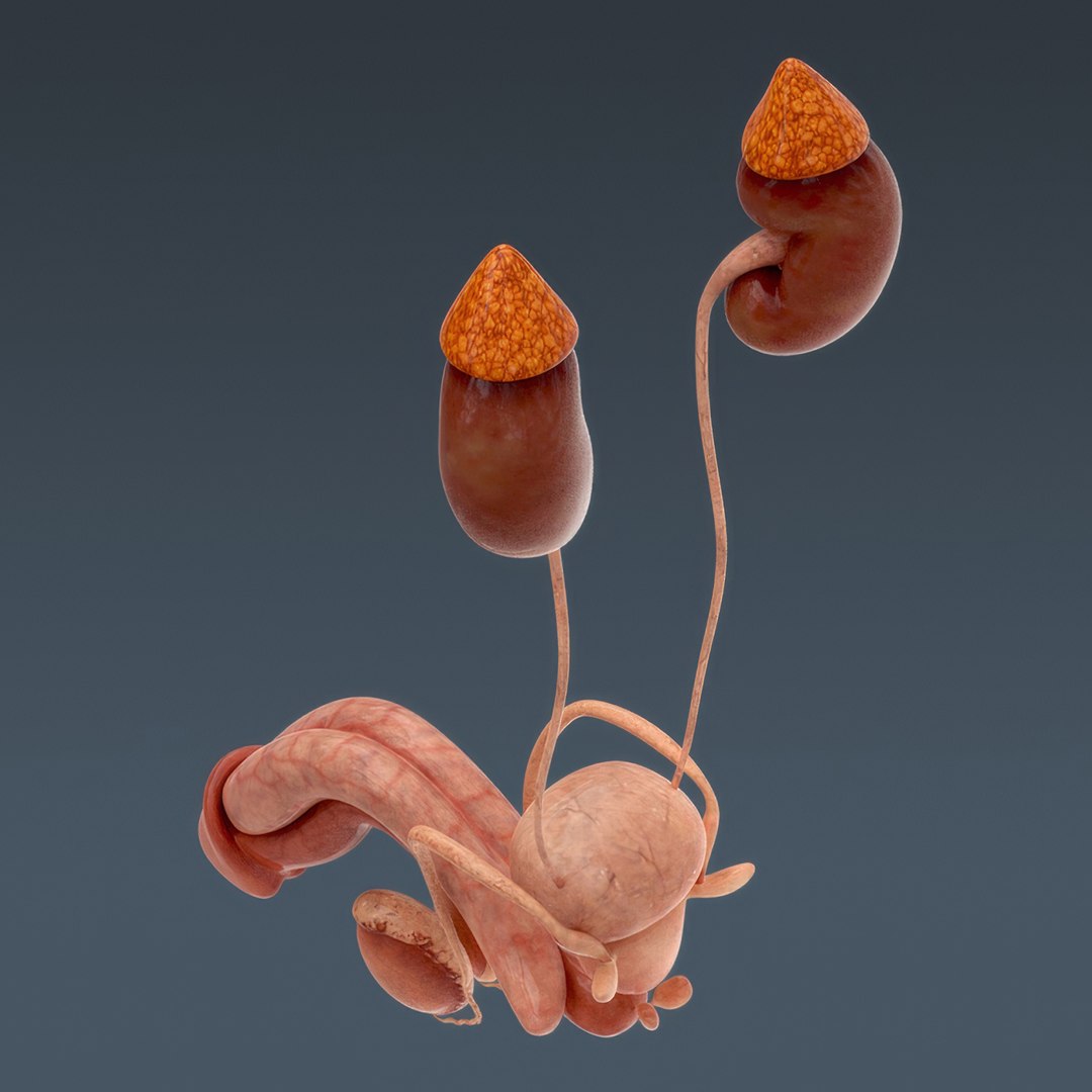 3d human male anatomy - model https://p.turbosquid.com/ts-thumb/5T/D8w3Cx/Pn/anatomymalefull099/jpg/1741731359/1920x1080/fit_q87/aaffb4508ac538f9a26e97d6654fa48598e1baa6/anatomymalefull099.jpg