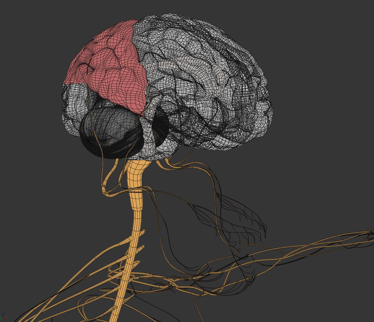 3d human male anatomy - model https://p.turbosquid.com/ts-thumb/5T/D8w3Cx/RN/anatomymalefull088/jpg/1741731324/1920x1080/fit_q87/720cc8d7439ac5c0cb1c4650da2c095d0672fd29/anatomymalefull088.jpg