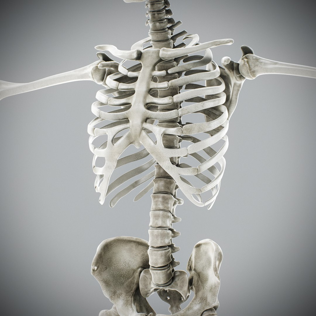 3d human male anatomy - model https://p.turbosquid.com/ts-thumb/5T/D8w3Cx/TE/anatomymalefull106/jpg/1741731380/1920x1080/fit_q87/dfbf9df0c6d9808e2d0f2215e278116e0e4c4f46/anatomymalefull106.jpg