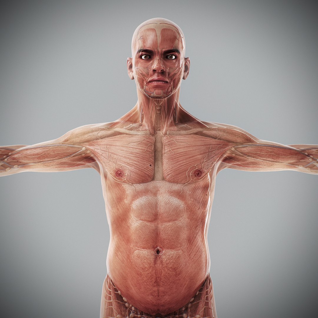3d human male anatomy - model https://p.turbosquid.com/ts-thumb/5T/D8w3Cx/Tp/anatomymalefull011/jpg/1741731204/1920x1080/fit_q87/9f6aebde427b3ab8c65f5eabf2ebcd40b2f2cefc/anatomymalefull011.jpg