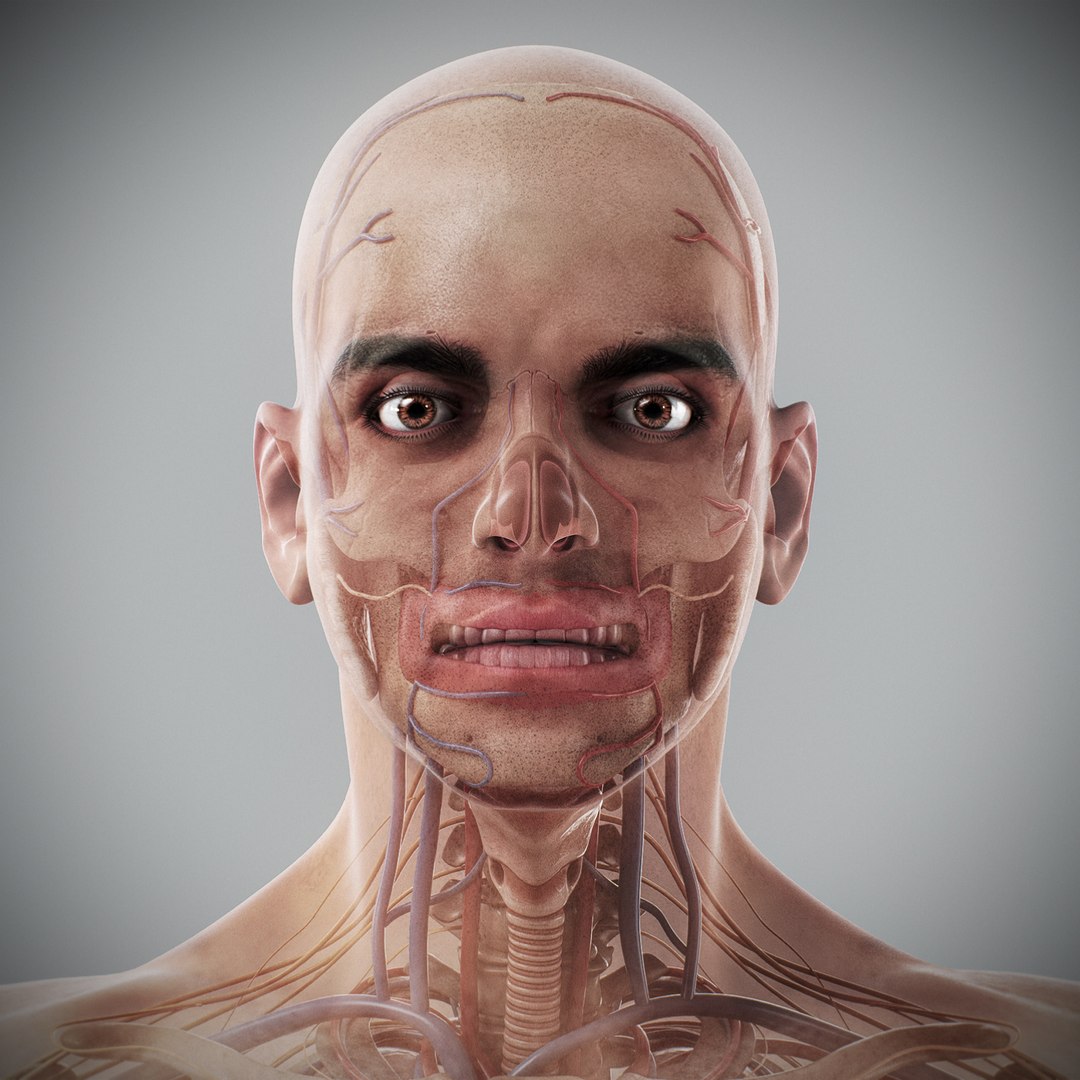 3d human male anatomy - model https://p.turbosquid.com/ts-thumb/5T/D8w3Cx/UK/anatomymalefull024/jpg/1741731213/1920x1080/fit_q87/6f22fa4946b4d737164bff589348da825a650947/anatomymalefull024.jpg