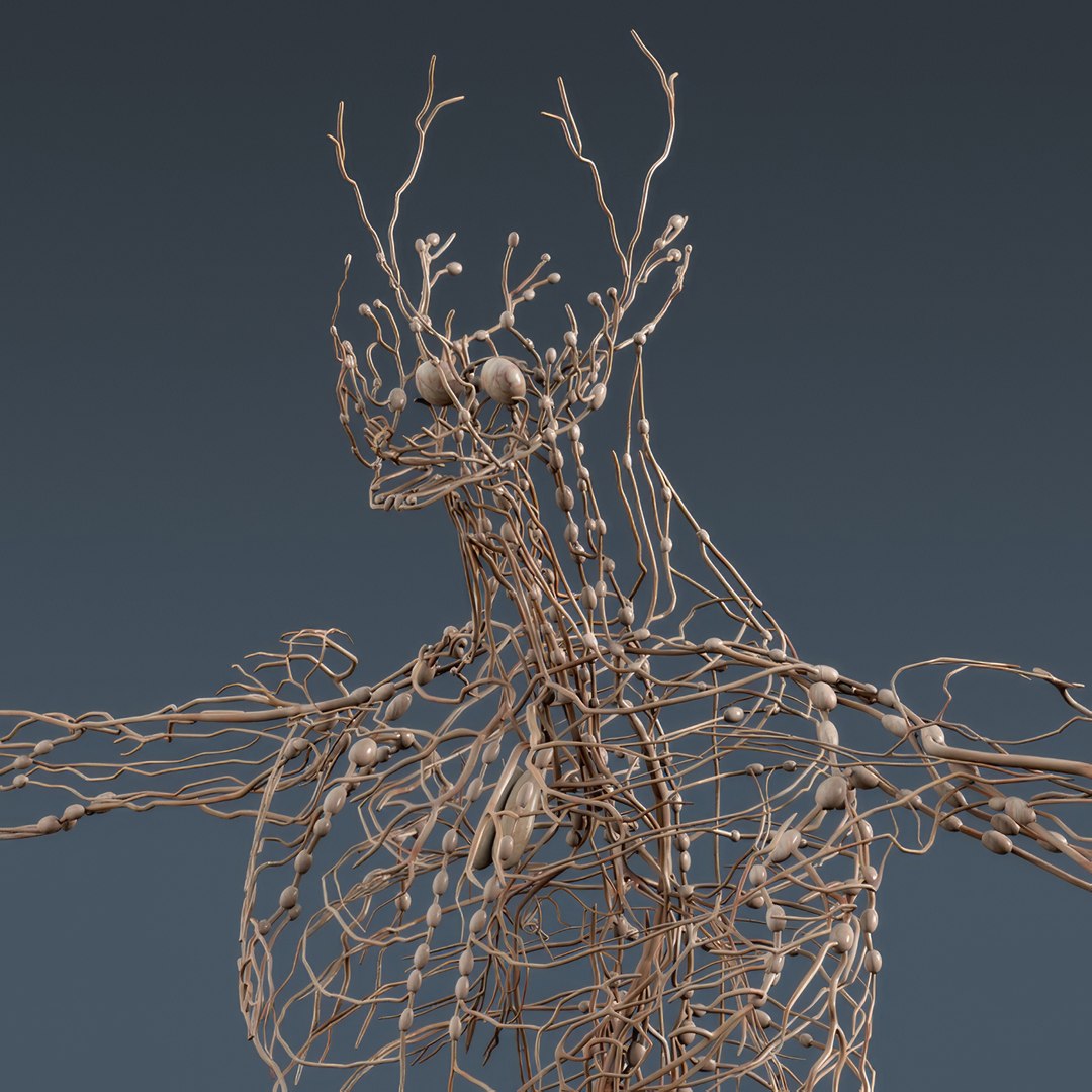 3d human male anatomy - model https://p.turbosquid.com/ts-thumb/5T/D8w3Cx/Wk/anatomymalefull029/jpg/1741731217/1920x1080/fit_q87/46e698cedc50766ecd386caa627c41261ab3b72e/anatomymalefull029.jpg