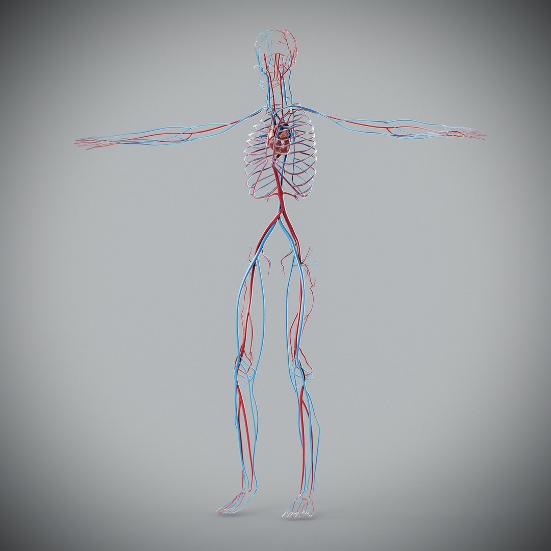 3d human male anatomy - model https://p.turbosquid.com/ts-thumb/5T/D8w3Cx/Wz/anatomymalefull050/jpg/1741731233/1920x1080/fit_q87/e7285f0a078aa78d63a5171d11ffb5daba67aad2/anatomymalefull050.jpg