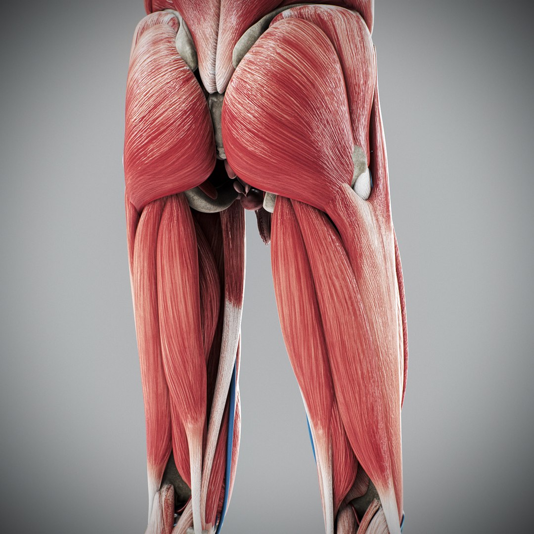 3d human male anatomy - model https://p.turbosquid.com/ts-thumb/5T/D8w3Cx/X9/anatomymalefull081/jpg/1741731305/1920x1080/fit_q87/eff8c1adda96ed813f60cdbc0219032db61c07c7/anatomymalefull081.jpg