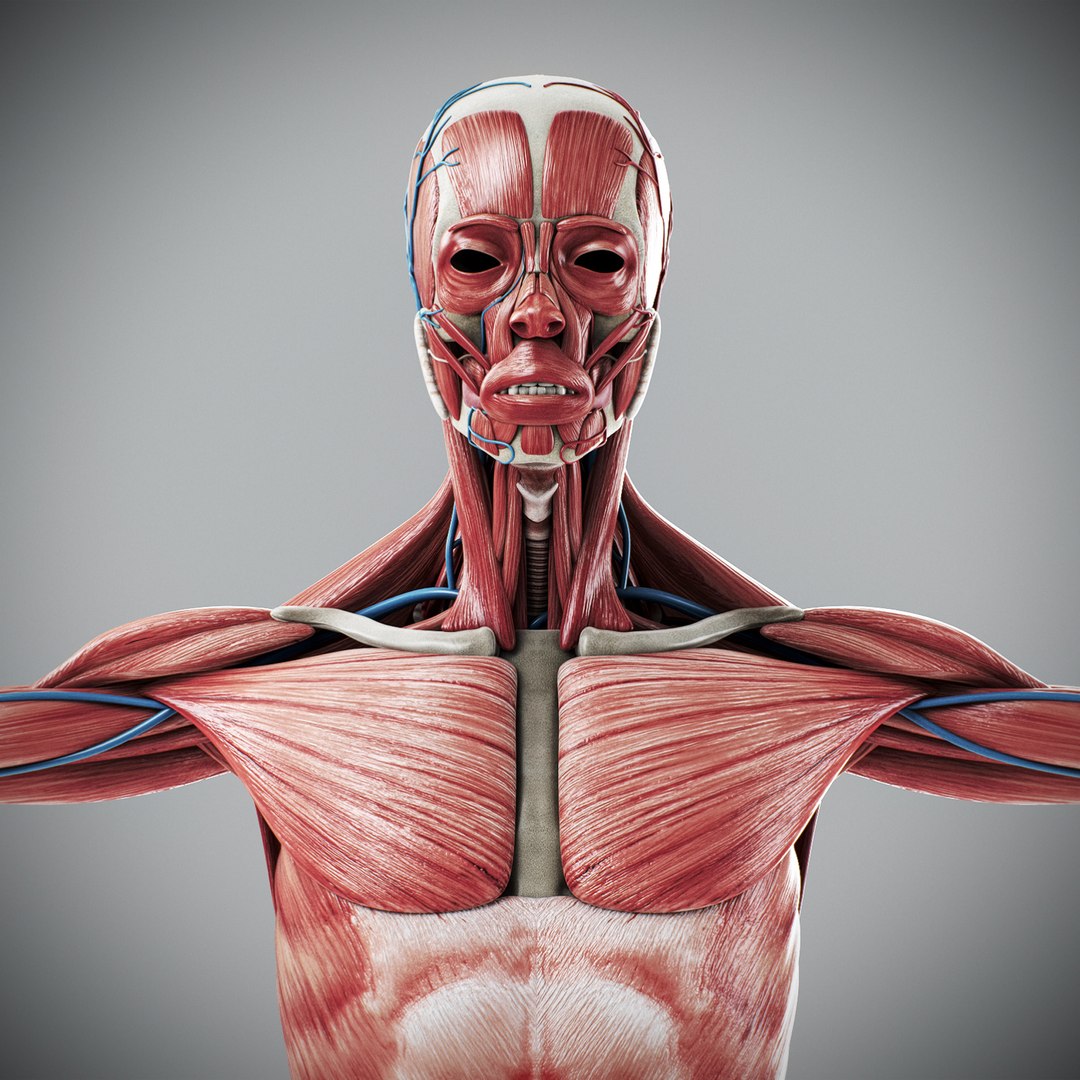 3d human male anatomy - model https://p.turbosquid.com/ts-thumb/5T/D8w3Cx/Xm/anatomymalefull045/jpg/1741731230/1920x1080/fit_q87/e4f148130fdd08a5ef5f6689cf1cb2d38ecf0b9a/anatomymalefull045.jpg