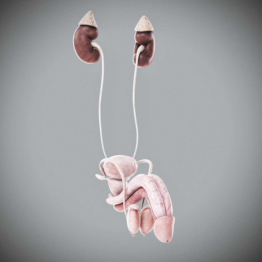 3d human male anatomy - model https://p.turbosquid.com/ts-thumb/5T/D8w3Cx/YJ/anatomymalefull109/jpg/1741731388/1920x1080/fit_q87/42a5fe1173c471a79d167510cd3022f6f6a7d16f/anatomymalefull109.jpg