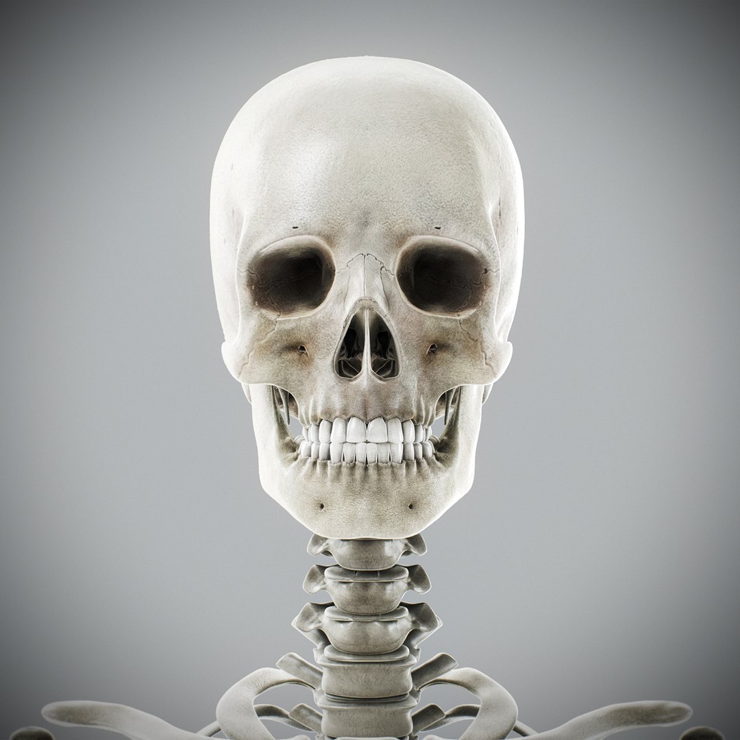 3d human male anatomy - model https://p.turbosquid.com/ts-thumb/5T/D8w3Cx/YM/anatomymalefull105/jpg/1741731379/1920x1080/fit_q87/7d449a57fa1d5e33b31ff4b9a0a76f6a00319879/anatomymalefull105.jpg
