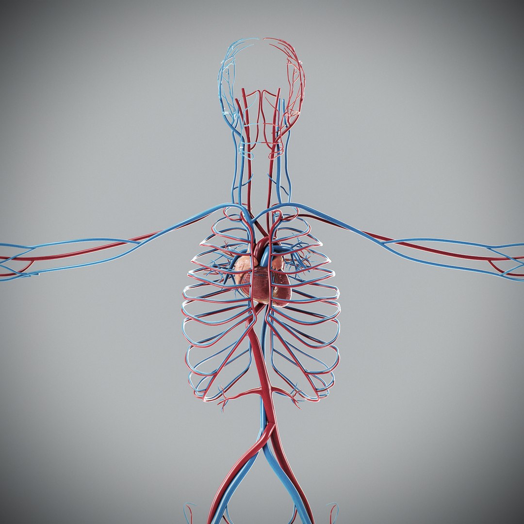 3d human male anatomy - model https://p.turbosquid.com/ts-thumb/5T/D8w3Cx/ZI/anatomymalefull049/jpg/1741731232/1920x1080/fit_q87/7ddefa5aa285aef5afcee1b41e85dee1ea27d11b/anatomymalefull049.jpg