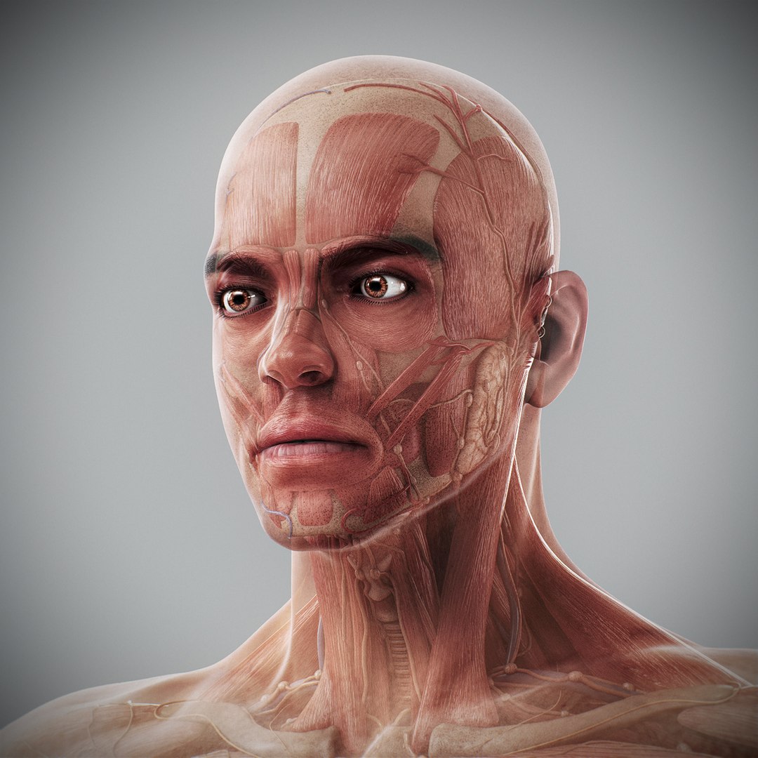 3d human male anatomy - model https://p.turbosquid.com/ts-thumb/5T/D8w3Cx/cJ/anatomymalefull025/jpg/1741731228/1920x1080/fit_q87/2eb5334bf36d76a173313ff062b994e3c6cc2d12/anatomymalefull025.jpg