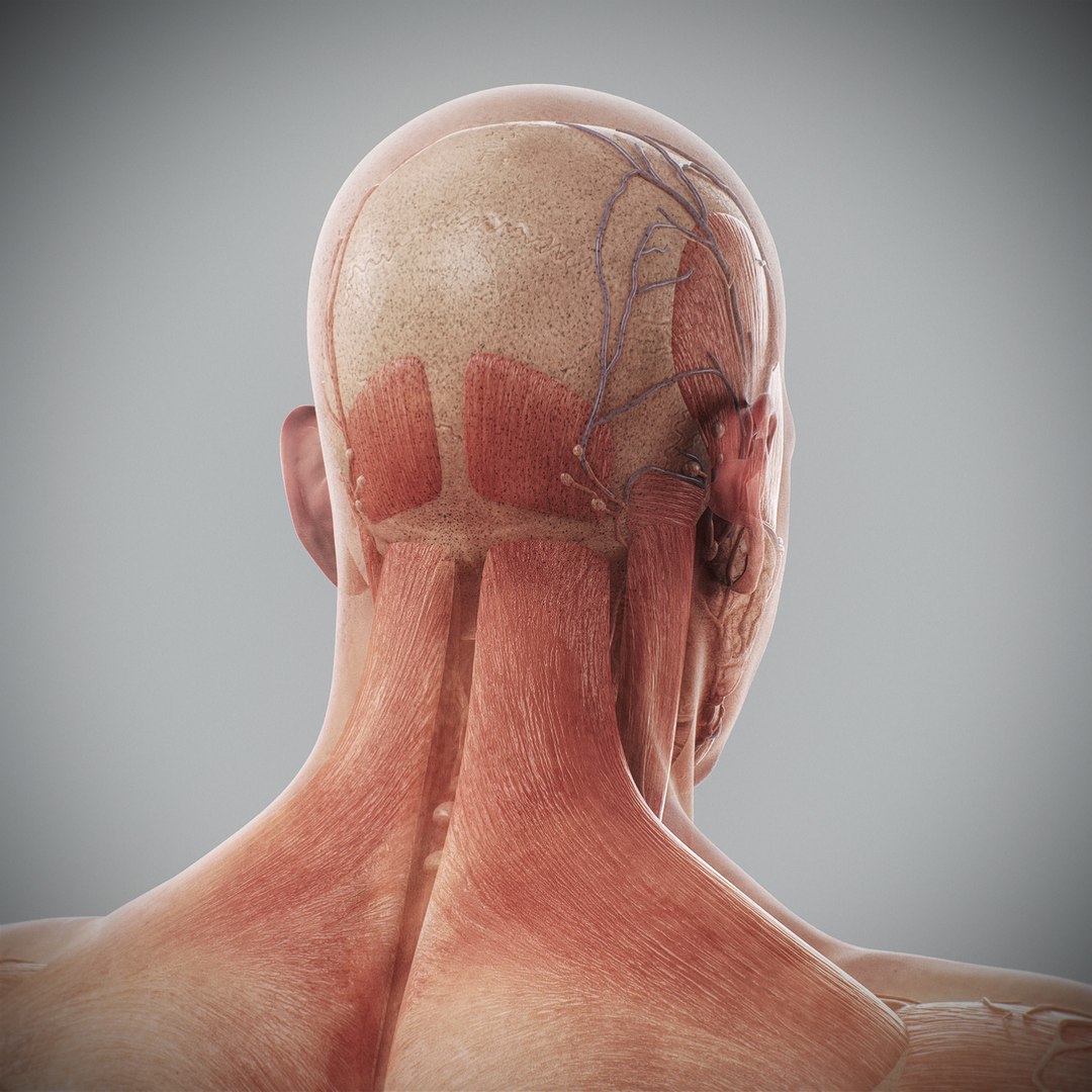 3d human male anatomy - model https://p.turbosquid.com/ts-thumb/5T/D8w3Cx/ev/anatomymalefull071/jpg/1741731265/1920x1080/fit_q87/aa12523531a77843b9ad4e20ede5117f387b32a8/anatomymalefull071.jpg