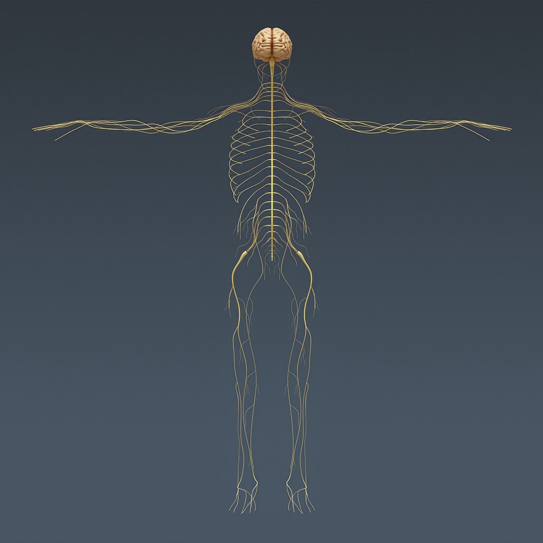 3d human male anatomy - model https://p.turbosquid.com/ts-thumb/5T/D8w3Cx/f5/anatomymalefull051/jpg/1741731234/1920x1080/fit_q87/52eb7ea9d9a51b69ddbf2e9de42bace66b234c28/anatomymalefull051.jpg