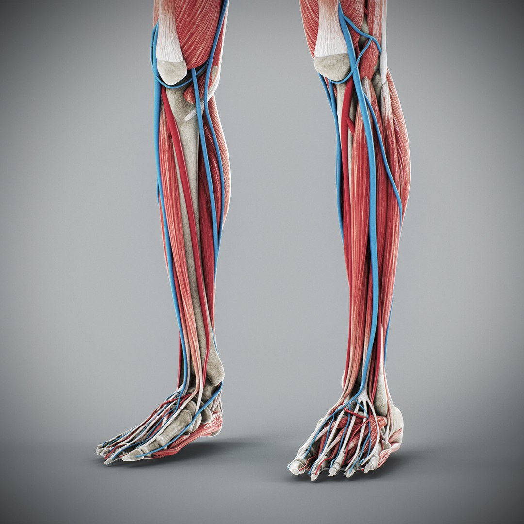 3d human male anatomy - model https://p.turbosquid.com/ts-thumb/5T/D8w3Cx/fK/anatomymalefull083/jpg/1741731308/1920x1080/fit_q87/5de9da1305dee31315cf0611b9f1977c58b94656/anatomymalefull083.jpg