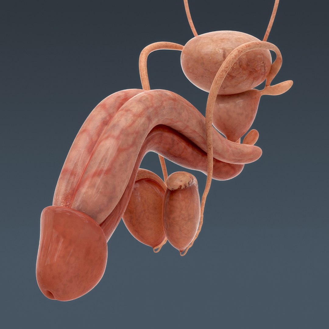 3d human male anatomy - model https://p.turbosquid.com/ts-thumb/5T/D8w3Cx/hQ/anatomymalefull038/jpg/1741731224/1920x1080/fit_q87/961922c3e7e0f445eb2f4f05762c81eba44416fb/anatomymalefull038.jpg