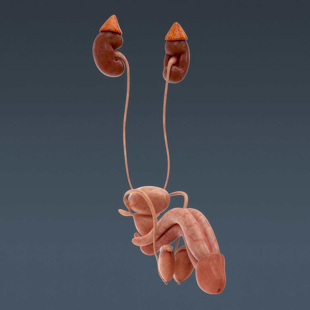 3d human male anatomy - model https://p.turbosquid.com/ts-thumb/5T/D8w3Cx/iy/anatomymalefull037/jpg/1741731223/1920x1080/fit_q87/70171d1ae469ad48c25fa8eb665623a5732be09e/anatomymalefull037.jpg