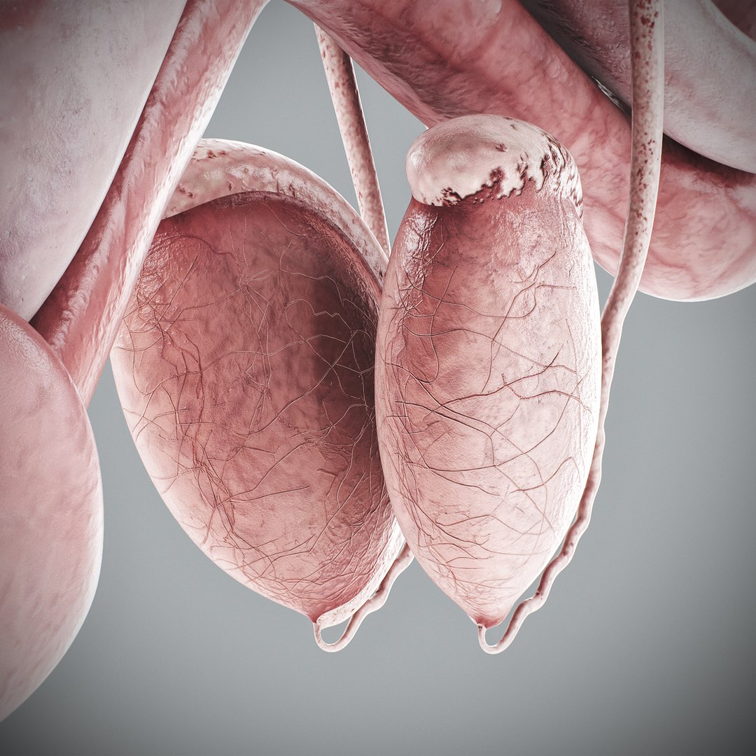 3d human male anatomy - model https://p.turbosquid.com/ts-thumb/5T/D8w3Cx/jO/anatomymalefull112/jpg/1741731392/1920x1080/fit_q87/1e4c40fbeabfa03c2ff4137cd7f08e817968396f/anatomymalefull112.jpg