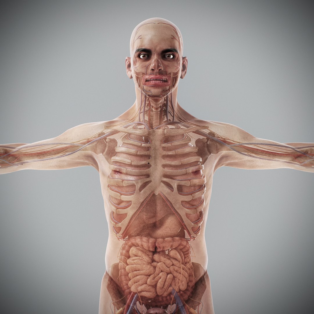 3d human male anatomy - model https://p.turbosquid.com/ts-thumb/5T/D8w3Cx/kx/anatomymalefull013/jpg/1741731205/1920x1080/fit_q87/575862191b35861d0f3076c55bb7ed267eaa04da/anatomymalefull013.jpg