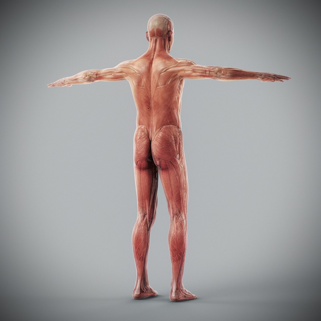 3d human male anatomy - model https://p.turbosquid.com/ts-thumb/5T/D8w3Cx/lY/anatomymalefull067/jpg/1741731249/1920x1080/fit_q87/111c1001c33a825d47f025d952ed2e017a3ab04a/anatomymalefull067.jpg