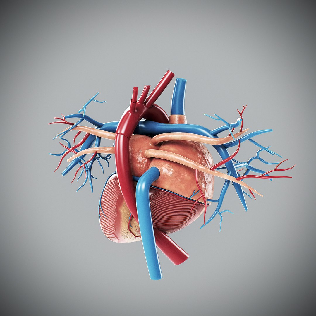 3d human male anatomy - model https://p.turbosquid.com/ts-thumb/5T/D8w3Cx/n8/anatomymalefull048/jpg/1741731241/1920x1080/fit_q87/e5727b16fbc0cad8ce8354365c21460340ab4617/anatomymalefull048.jpg