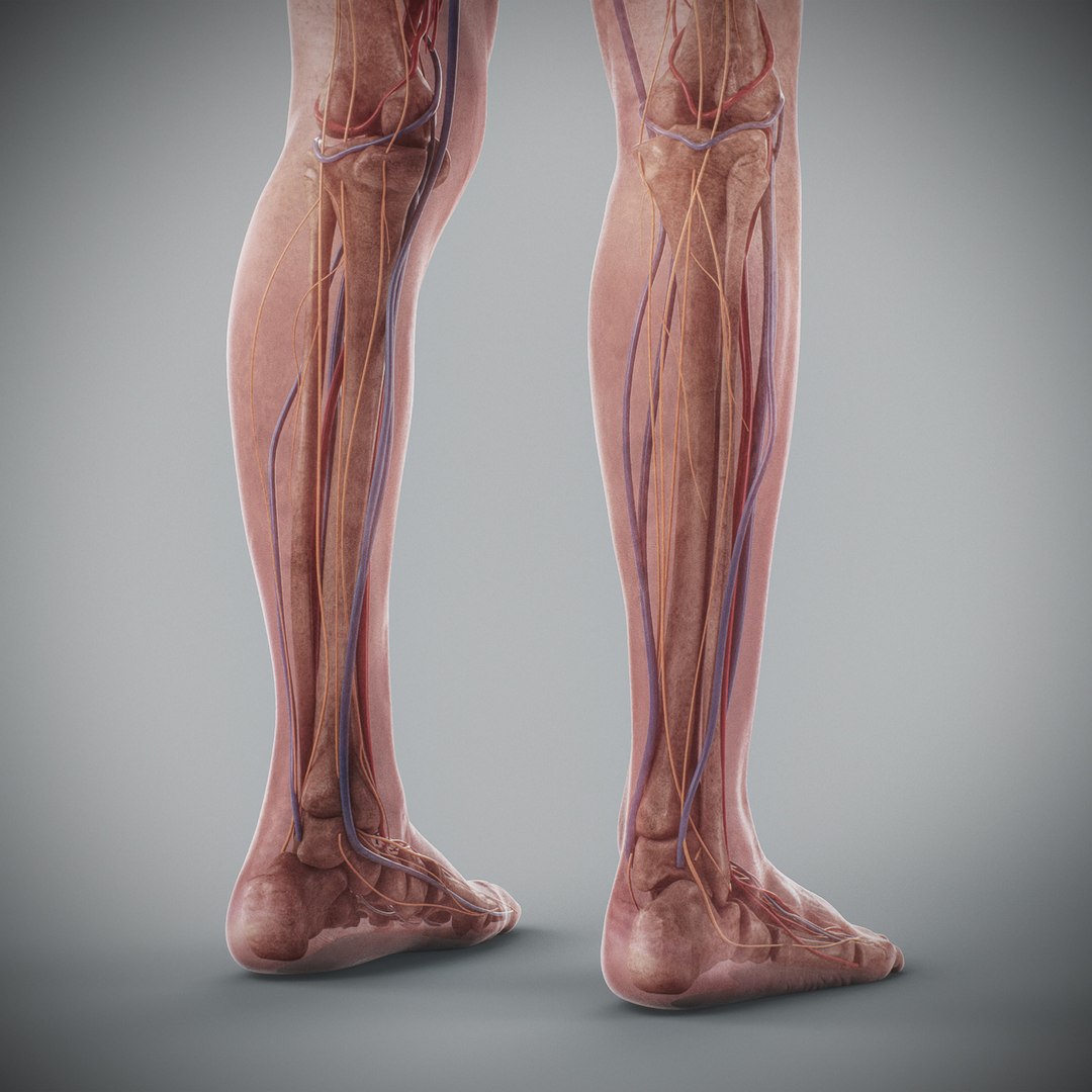 3d human male anatomy - model https://p.turbosquid.com/ts-thumb/5T/D8w3Cx/nM/anatomymalefull096/jpg/1741731353/1920x1080/fit_q87/68d2881145781166ded5064e1123a31462e3a439/anatomymalefull096.jpg
