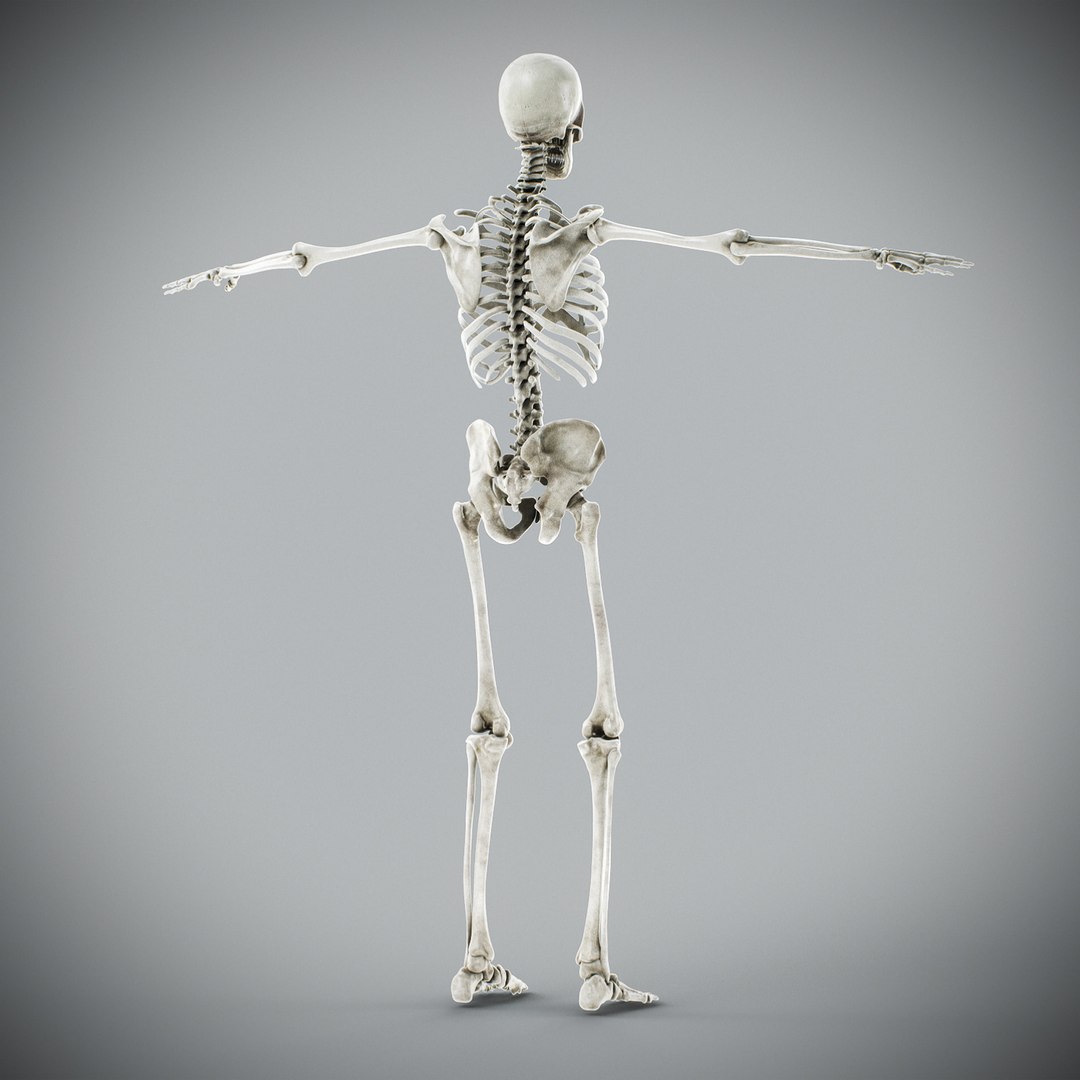 3d human male anatomy - model https://p.turbosquid.com/ts-thumb/5T/D8w3Cx/o4/anatomymalefull070/jpg/1741731258/1920x1080/fit_q87/beff7307974ec042c1ea810f5da3e5dd59540d91/anatomymalefull070.jpg