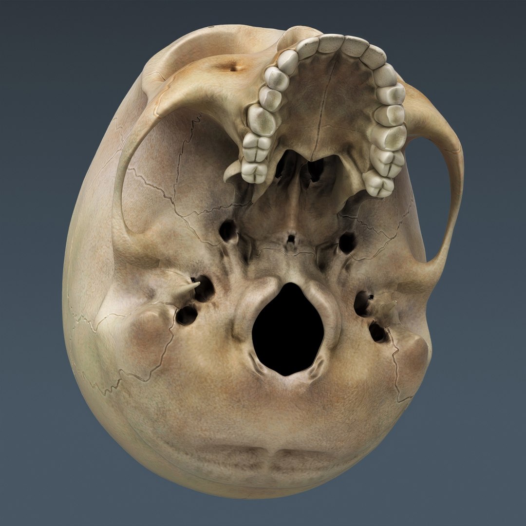 3d human male anatomy - model https://p.turbosquid.com/ts-thumb/5T/D8w3Cx/oL/anatomymalefull027/jpg/1741731215/1920x1080/fit_q87/f2554a9e01f25aecebe8f12eed9f1c7df91f471e/anatomymalefull027.jpg