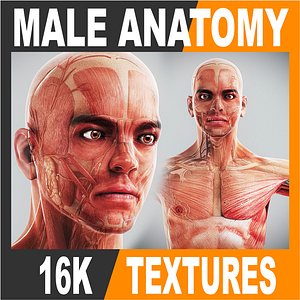 3d human male anatomy - model