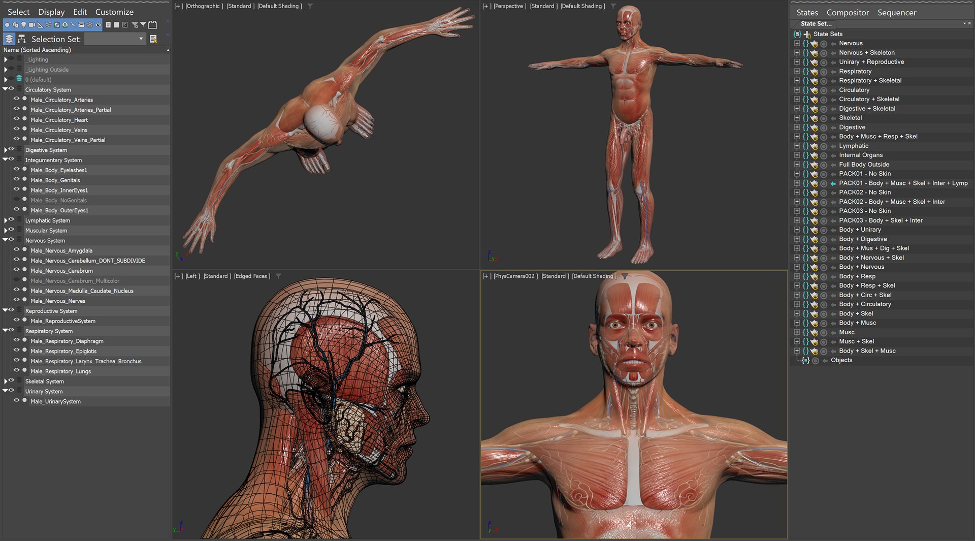 3d human male anatomy - model https://p.turbosquid.com/ts-thumb/5T/D8w3Cx/pP/anatomymalefull006/jpg/1741731200/1920x1080/fit_q87/70fd8c13e206e337c24df03c247f638776d0520d/anatomymalefull006.jpg
