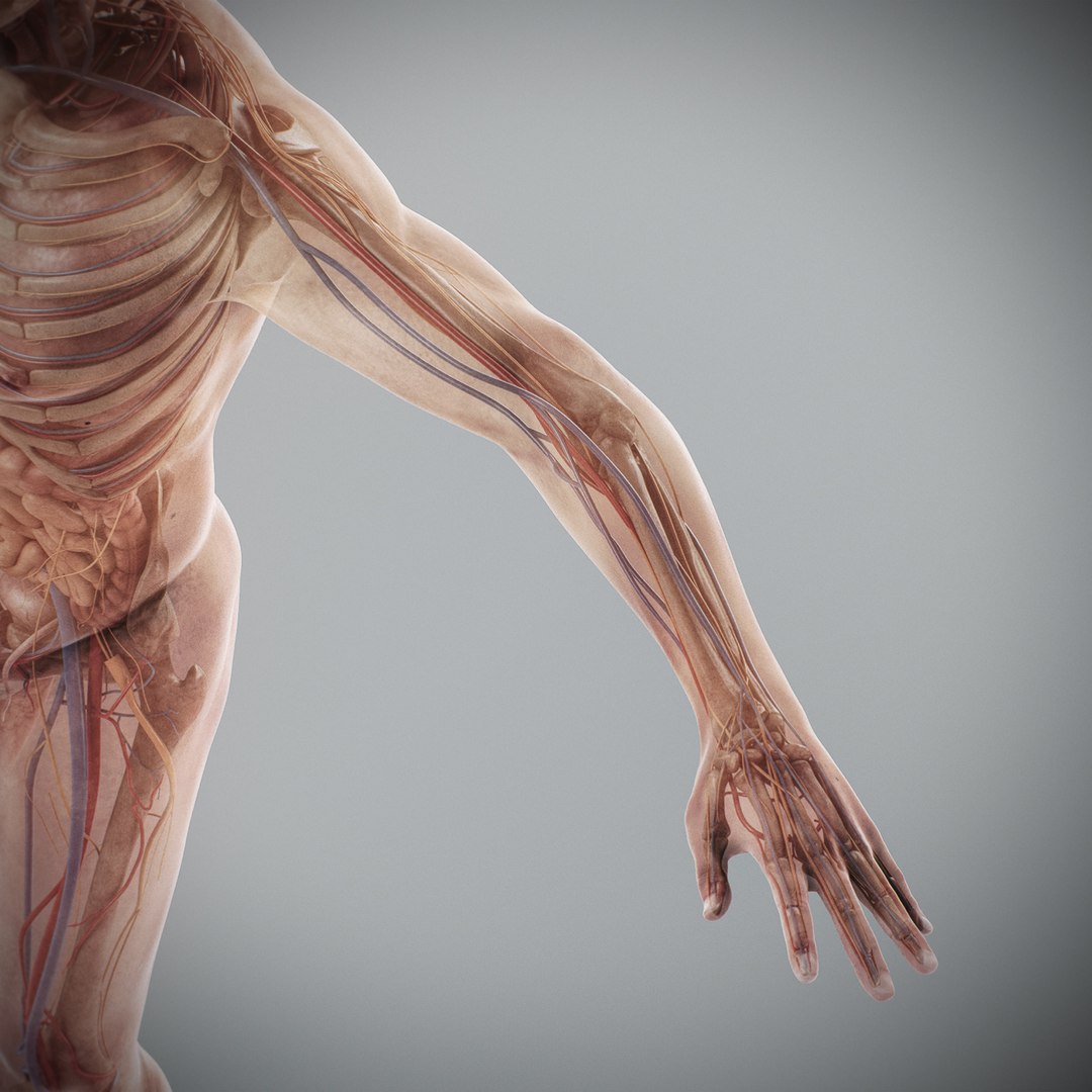 3d human male anatomy - model https://p.turbosquid.com/ts-thumb/5T/D8w3Cx/sV/anatomymalefull089/jpg/1741731328/1920x1080/fit_q87/fbdc1b94f224be35b5f75eb8411ef3d8c43448d6/anatomymalefull089.jpg