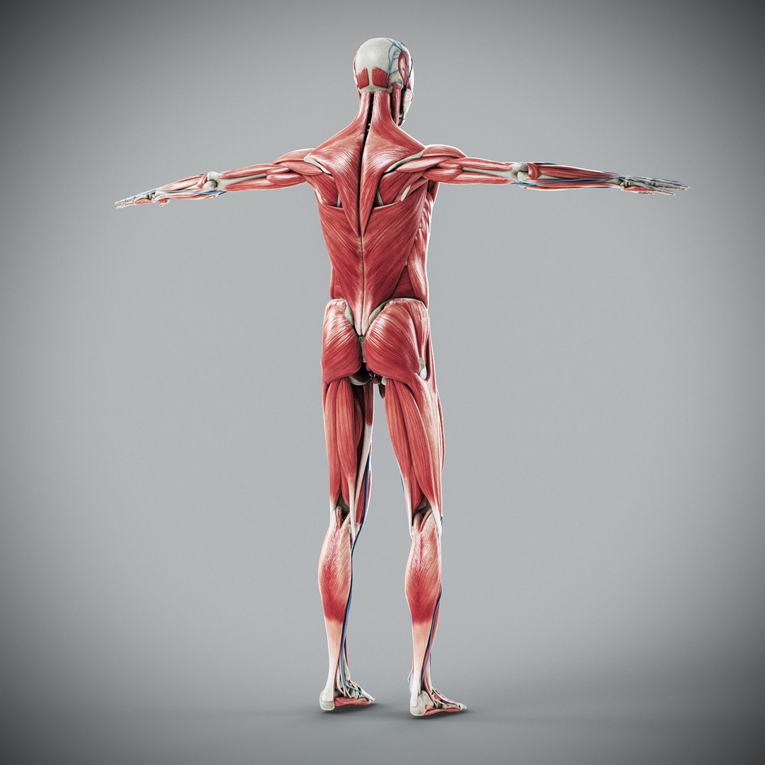3d human male anatomy - model https://p.turbosquid.com/ts-thumb/5T/D8w3Cx/sX/anatomymalefull068/jpg/1741731250/1920x1080/fit_q87/603e0618974468fee0e619ce72275a662ef4b415/anatomymalefull068.jpg