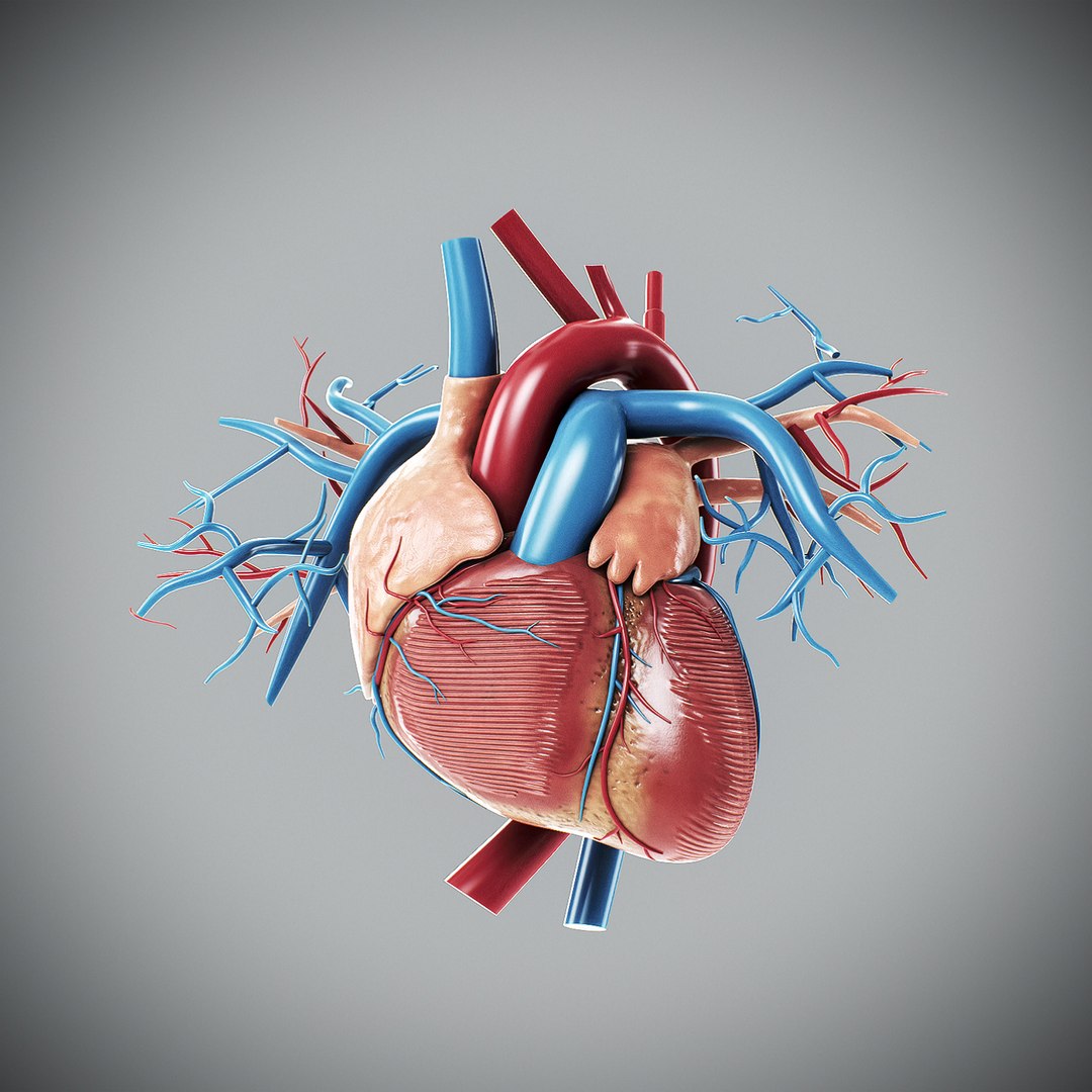 3d human male anatomy - model https://p.turbosquid.com/ts-thumb/5T/D8w3Cx/va/anatomymalefull047/jpg/1741731231/1920x1080/fit_q87/c92a4a05fc5532f0fd044cf44498d9842f43bb1b/anatomymalefull047.jpg
