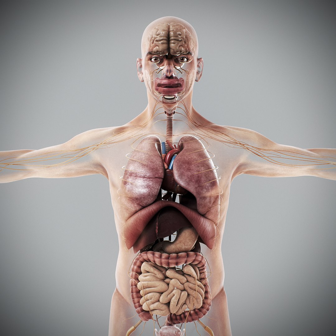 3d human male anatomy - model https://p.turbosquid.com/ts-thumb/5T/D8w3Cx/wq/anatomymalefull014/jpg/1741731206/1920x1080/fit_q87/a7426e02b38541fd315763fd7111c0f097b23840/anatomymalefull014.jpg