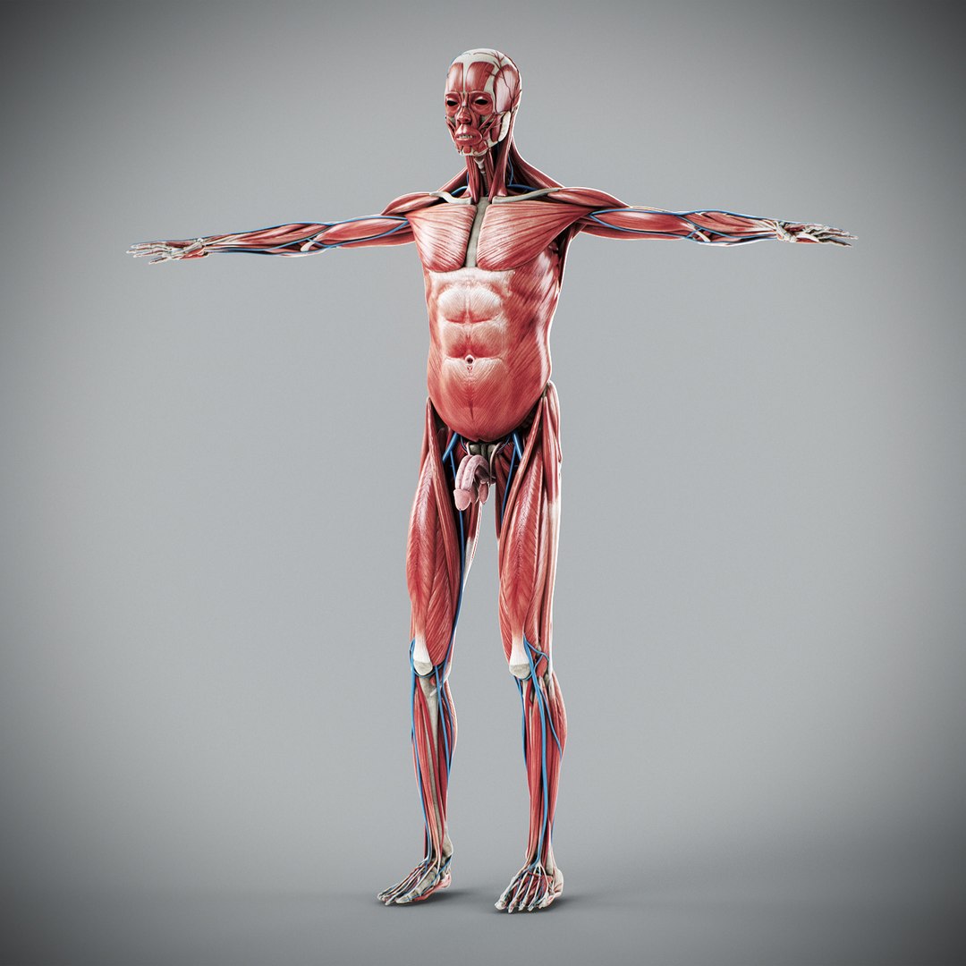 3d human male anatomy - model https://p.turbosquid.com/ts-thumb/5T/D8w3Cx/wx/anatomymalefull020/jpg/1741731211/1920x1080/fit_q87/9a3632313fa3911f03a011562e67eccc7251c6a8/anatomymalefull020.jpg