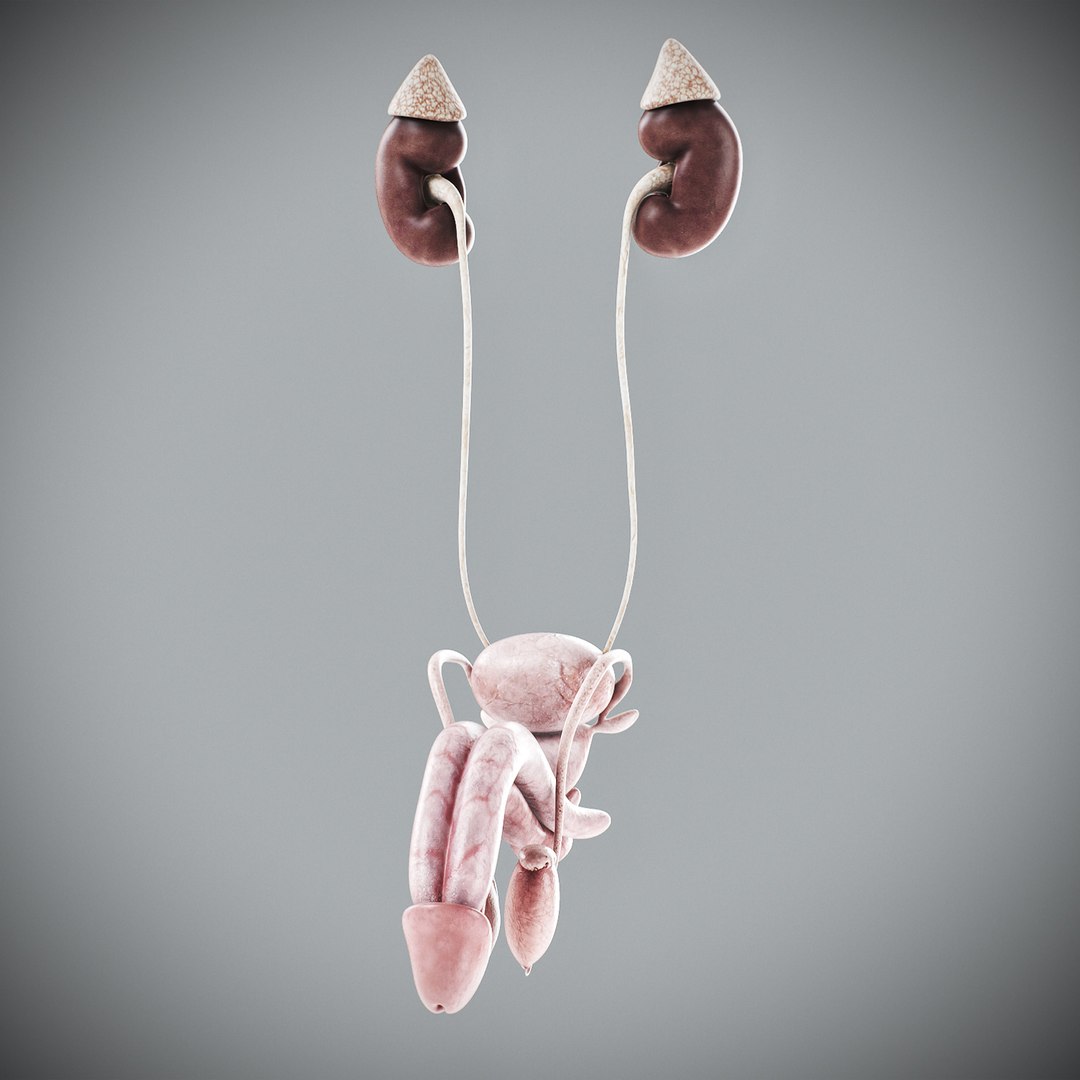 3d human male anatomy - model https://p.turbosquid.com/ts-thumb/5T/D8w3Cx/xO/anatomymalefull053/jpg/1741731235/1920x1080/fit_q87/c0cc7d6c281bdebb96fb77d98fd9c9b20ac281ce/anatomymalefull053.jpg