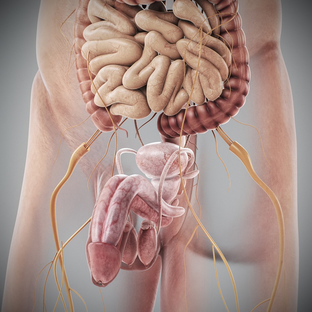 3d human male anatomy - model https://p.turbosquid.com/ts-thumb/5T/D8w3Cx/xP/anatomymalefull042/jpg/1741731228/1920x1080/fit_q87/6dd0224ff2f592817de4195808a93f98e02db993/anatomymalefull042.jpg