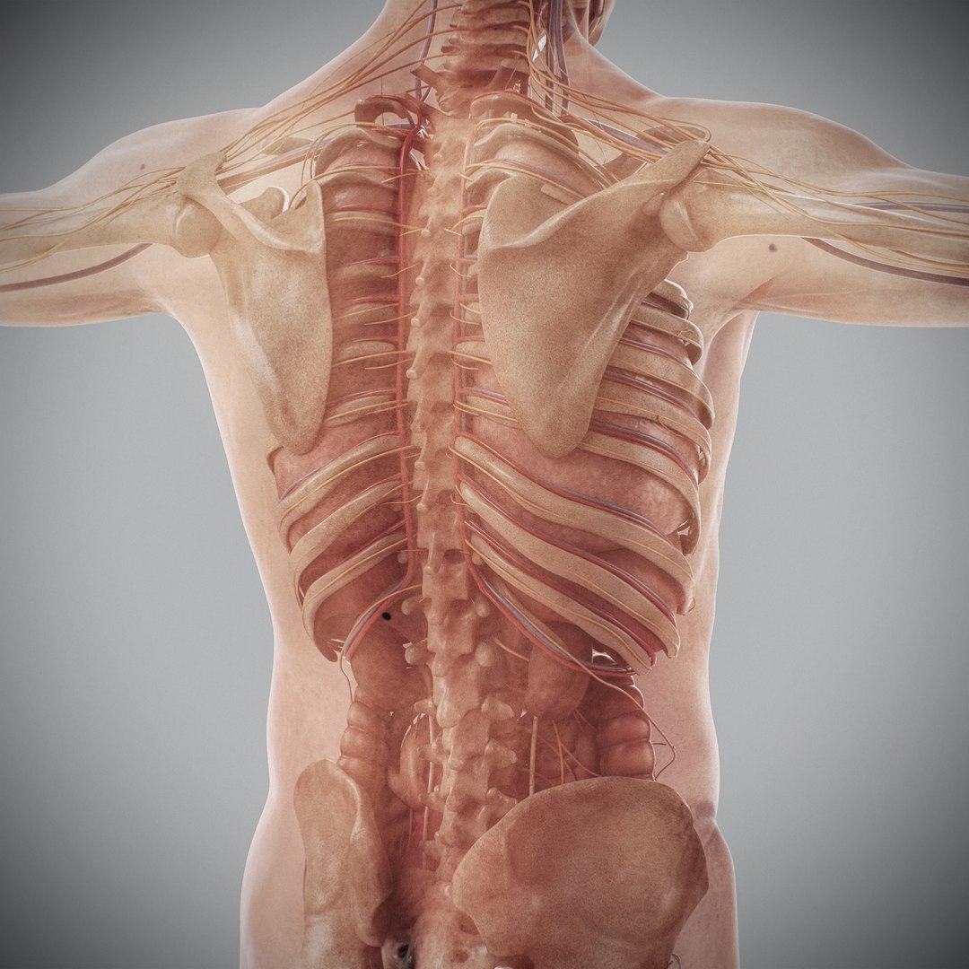 3d human male anatomy - model https://p.turbosquid.com/ts-thumb/5T/D8w3Cx/xf/anatomymalefull077/jpg/1741731281/1920x1080/fit_q87/bc3f3218e1ec0320e888d0f9f24eab095f833541/anatomymalefull077.jpg
