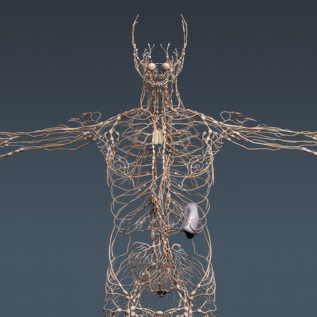 3d human male anatomy - model https://p.turbosquid.com/ts-thumb/5T/D8w3Cx/yX/anatomymalefull017/jpg/1741731208/1920x1080/fit_q87/670fd8d0b730e6a8641ccc2f308b872ecd2ff59f/anatomymalefull017.jpg