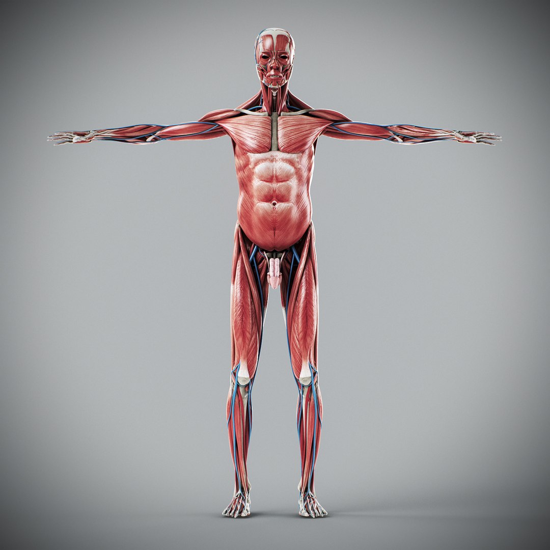 3d human male anatomy - model https://p.turbosquid.com/ts-thumb/5T/D8w3Cx/z6/anatomymalefull031/jpg/1741731218/1920x1080/fit_q87/59007cc946982c46c4de5632f66aa0b6cf22a9eb/anatomymalefull031.jpg