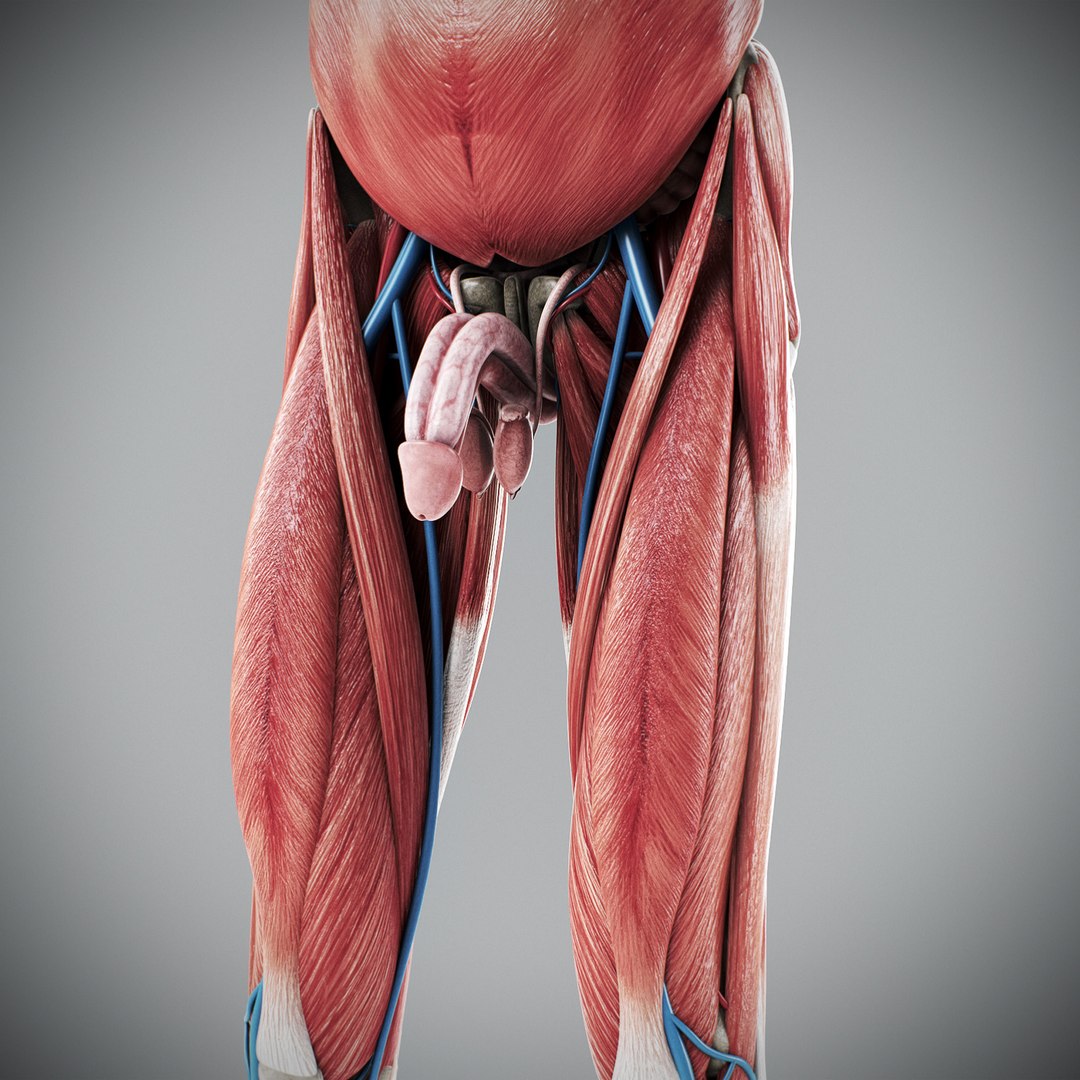 3d human male anatomy - model https://p.turbosquid.com/ts-thumb/5T/D8w3Cx/zl/anatomymalefull079/jpg/1741731292/1920x1080/fit_q87/32d082fb29f60246a8e9c59b28fd832b759e79ba/anatomymalefull079.jpg