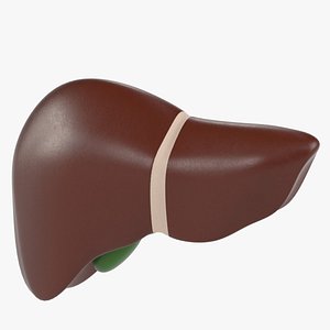 3D model human liver gallbladder