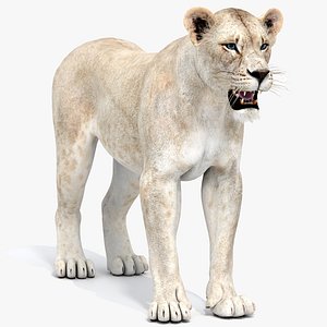 Lioness 2 White