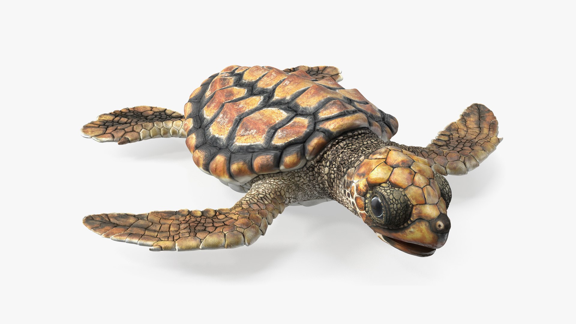 Baby Sea Turtle Brown Rigged for Cinema 4D 3D model preview
