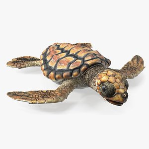 3D Baby Sea Turtle Brown Rigged for Cinema 4D