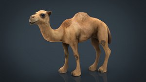 camel 3D