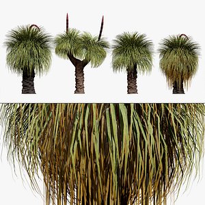 High-Detail Xanthorrhoea Australis 3D