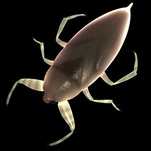 Lethocerus americanus