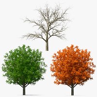 White Oak Tree Collection