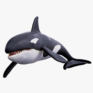 3D killer whale rigged